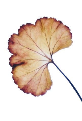 Landing Leaf